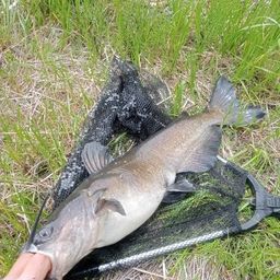 アメリカナマズ