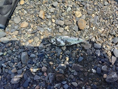 コノシロの釣果
