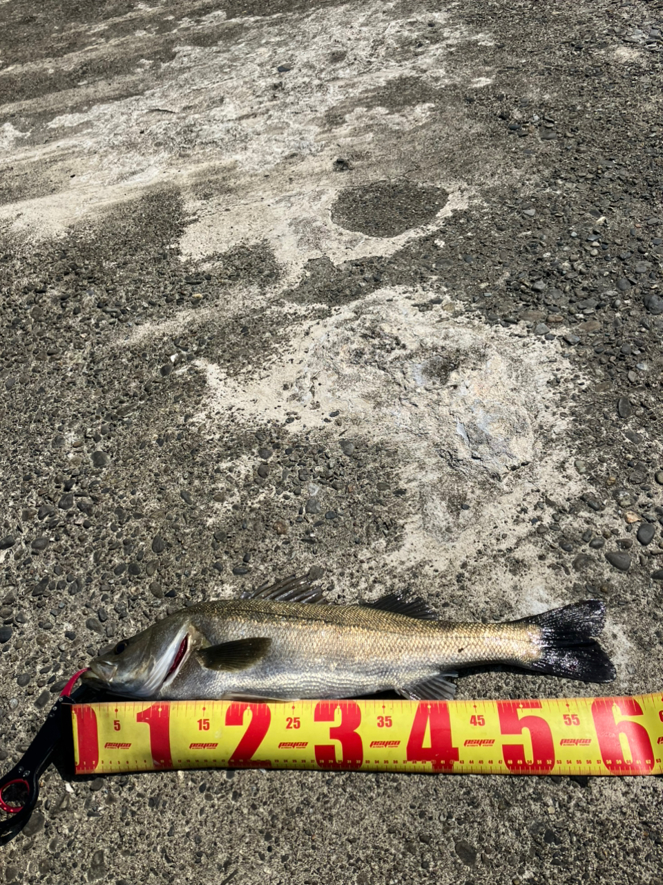 SHIMANO 20ルナミス S110MHの最安値・インプレ・釣果 | 本音の SHIMANO 20ルナミス S110MHの最安値・インプレ・釣果 | 本音の