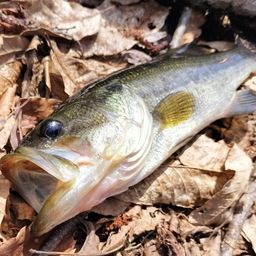 ラージマウスバス