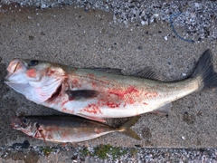 シーバスの釣果