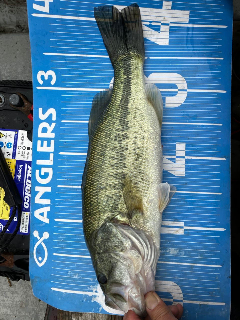ブラックバスの釣果写真