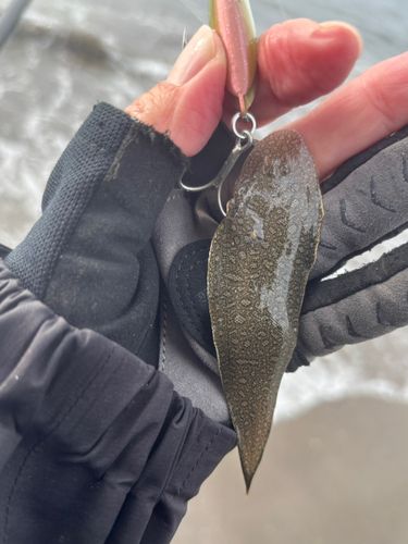 シタビラメの釣果