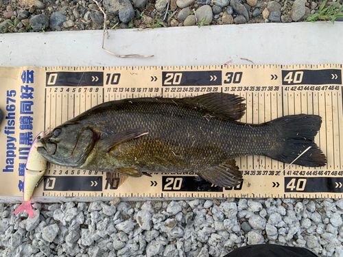 スモールマウスバスの釣果