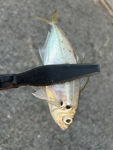マアジの釣果