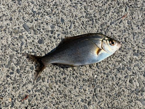 ウミタナゴの釣果