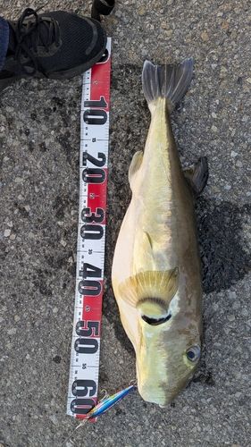 カナフグの釣果