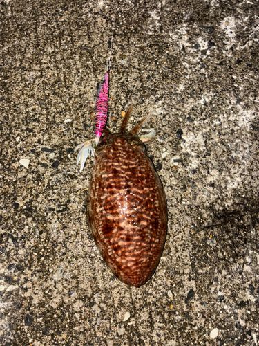 コウイカの釣果