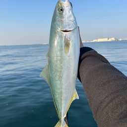 ハマチ