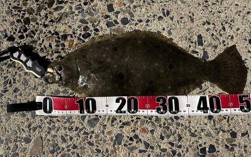 ヒラメの釣果