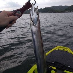 タチウオ