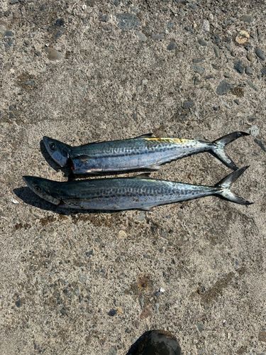 サゴシの釣果