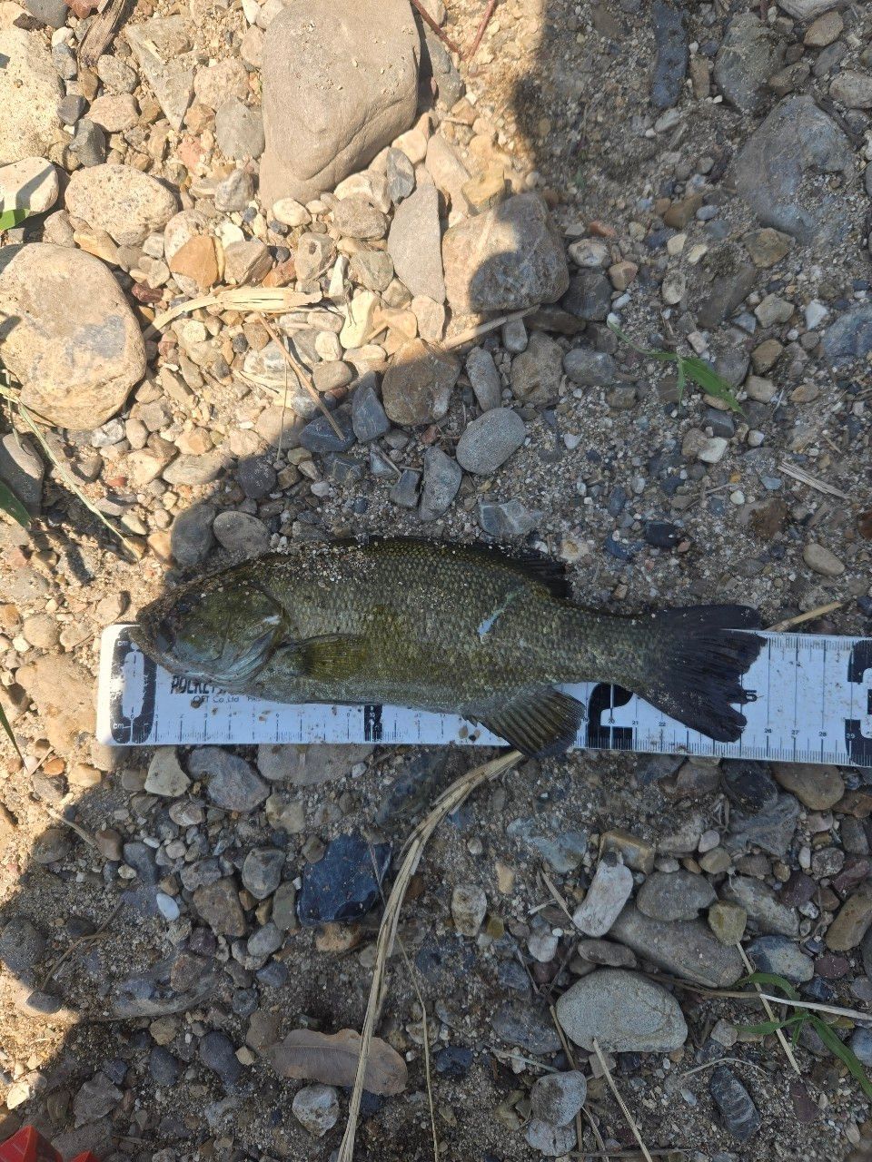 スモールマウスバス