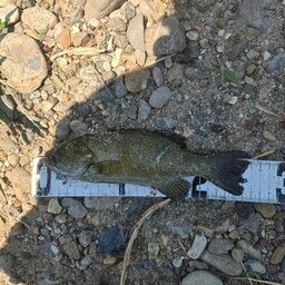 スモールマウスバス