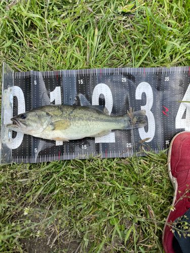 ラージマウスバスの釣果