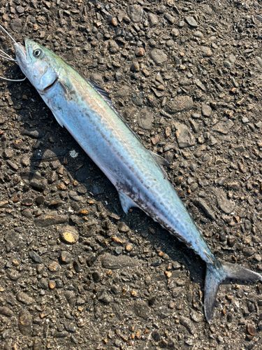 サゴシの釣果