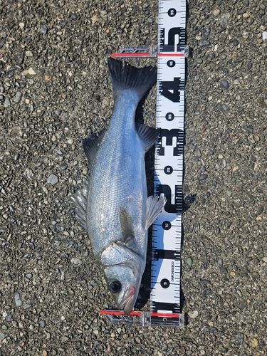 ハクラ（ヒラスズキ）の釣果