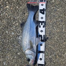 ハクラ（ヒラスズキ）