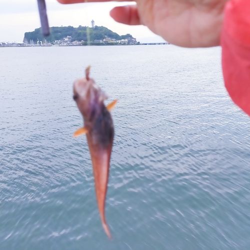 チゴダラの釣果