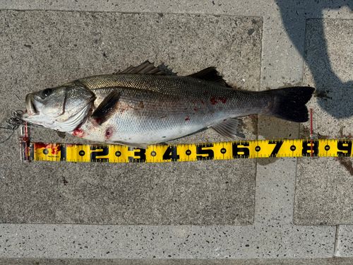 スズキの釣果