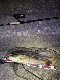 スズキの釣果