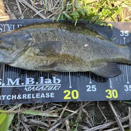 スモールマウスバス