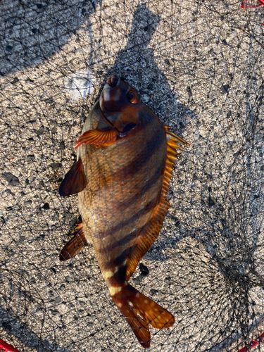 タカノハダイの釣果