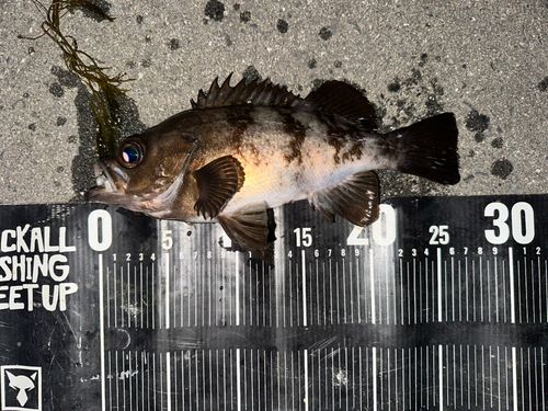 メバルの釣果