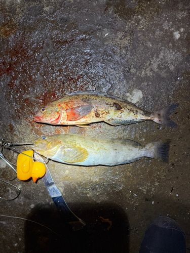 釣果