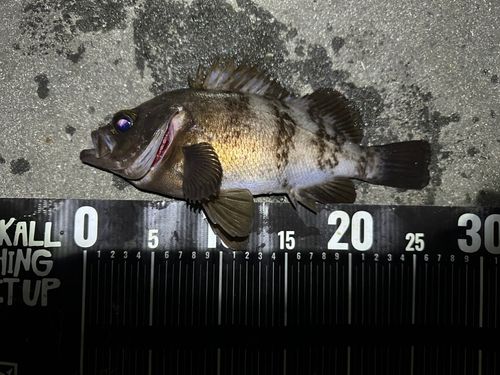 メバルの釣果