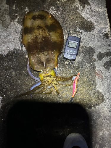 アオリイカの釣果