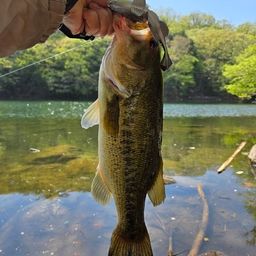 ブラックバス