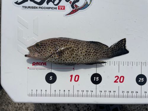 オオモンハタの釣果