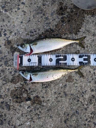 サバの釣果