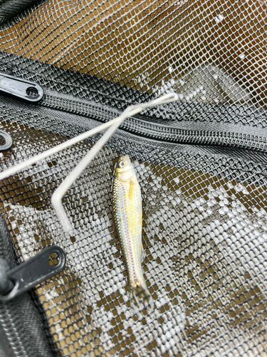 クチボソの釣果