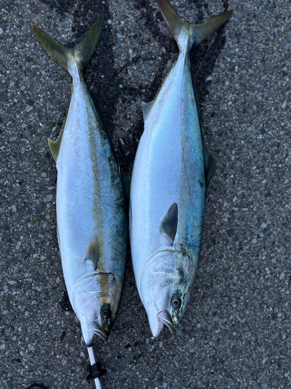 SHIMANO 19ステラ SW 14000XGの最安値・インプレ・釣果 | 本音の