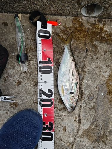 コノシロの釣果