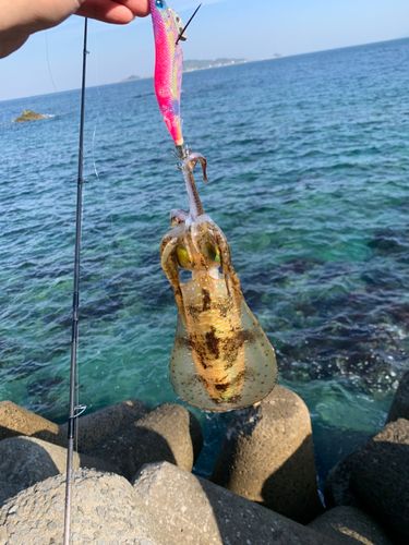 アオリイカの釣果