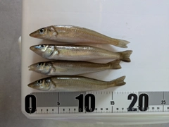 キスの釣果