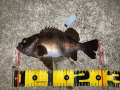 メバルの釣果