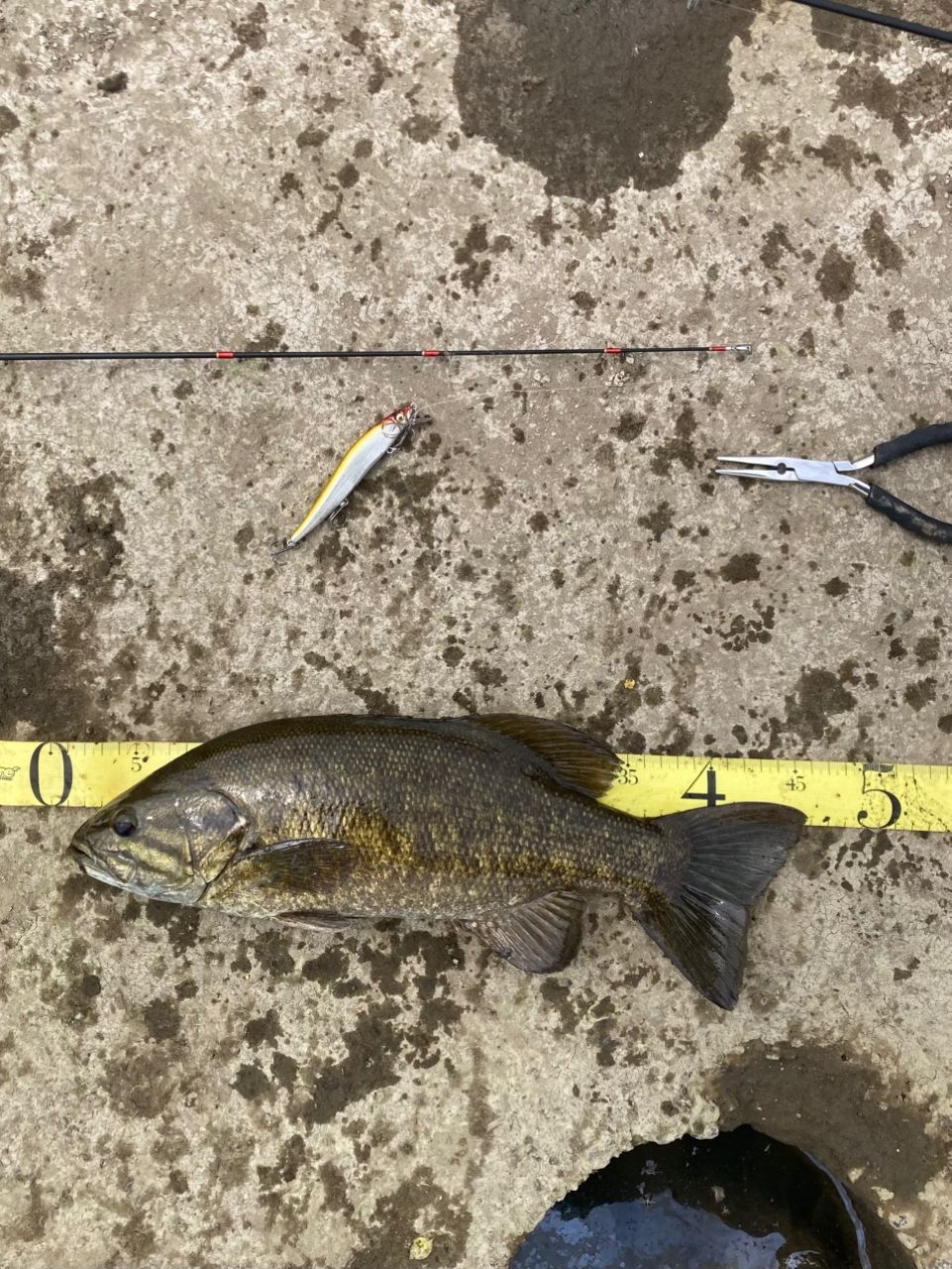 スモールマウスバス