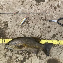 スモールマウスバス