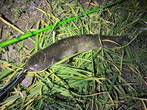 マナマズの釣果