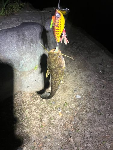 マナマズの釣果