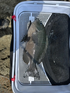 メジナの釣果