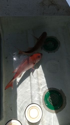 タイの釣果