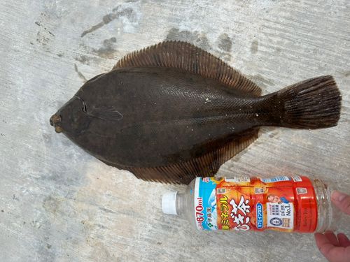 カレイの釣果