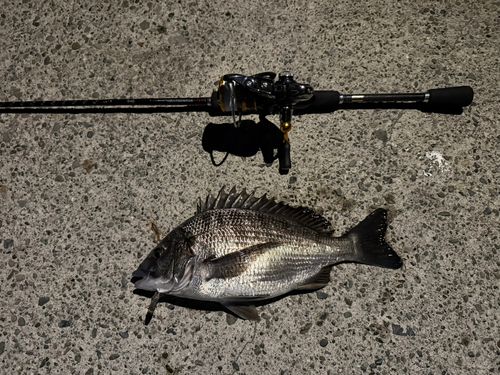 クロダイの釣果