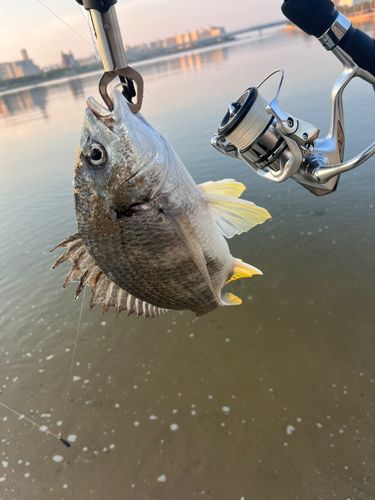 キビレの釣果