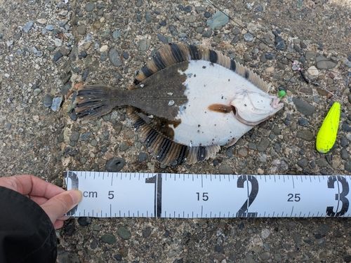 カワガレイの釣果